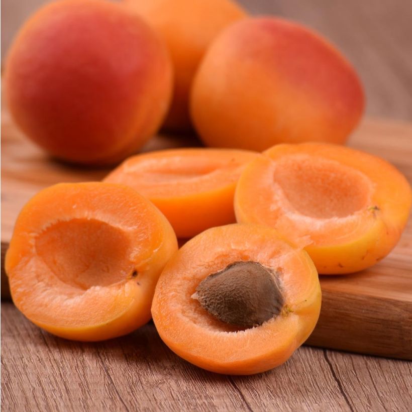 Damasqueiro Royal - Prunus armeniaca (Colheita)