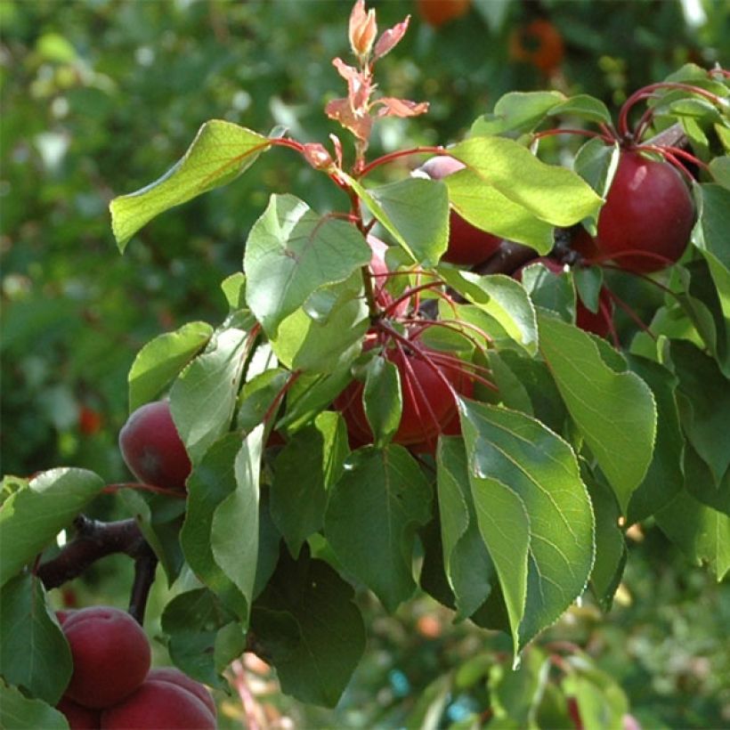 Damasqueiro Sunrosso - Prunus armeniaca (Folhagem)
