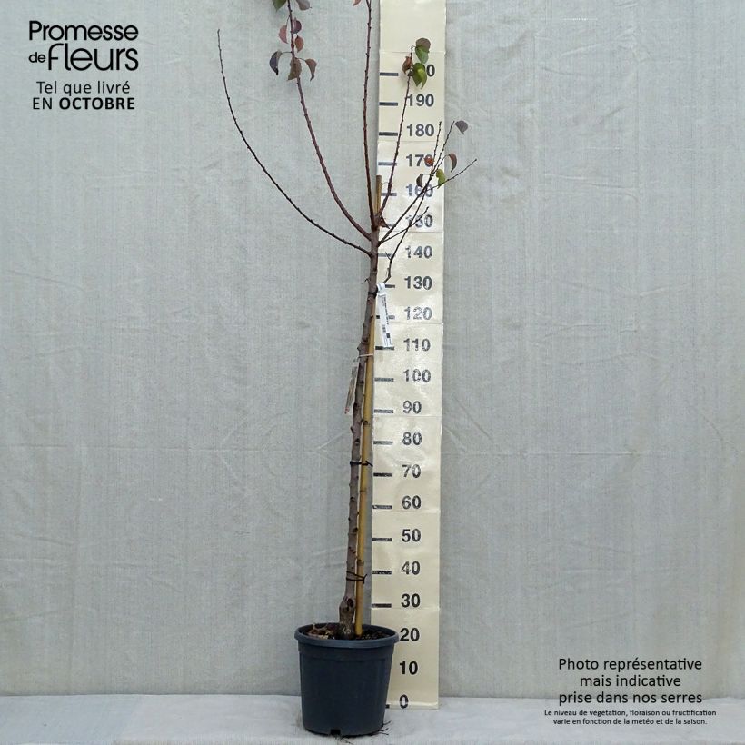 Amostra de Damasqueiro Tardio de Tain - Prunus armeniaca Vaso de 7,5 L/10 L, Meia haste tal como entregue no outono