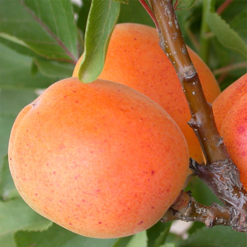 Damasqueiro anão Garden Aprigold - Prunus armeniaca (Colheita)