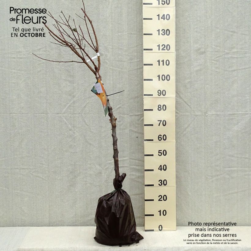Amostra de Damasqueiro Rústico dos Pirenéus Georges Delbard - Prunus armeniaca Torrão "Pronto a plantar", Copo tal como entregue no outono