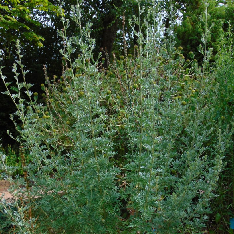 Absinto - Artemisia absinthium (Hábito)