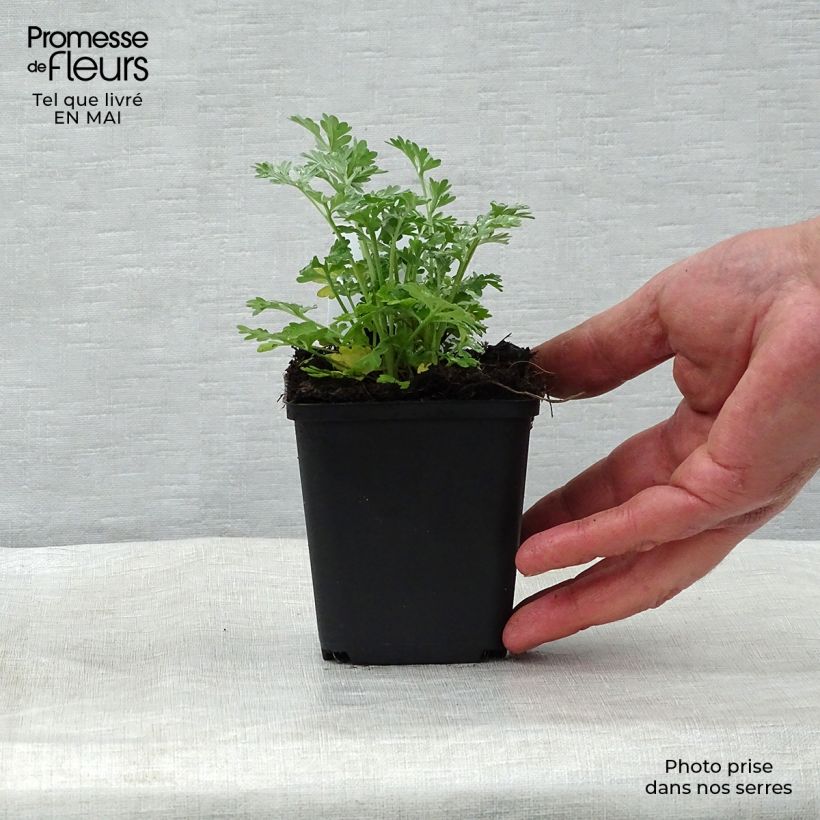 Amostra de Absinto - Artemisia absinthium Vaso de 8/9 cm tal como entregue na primavera