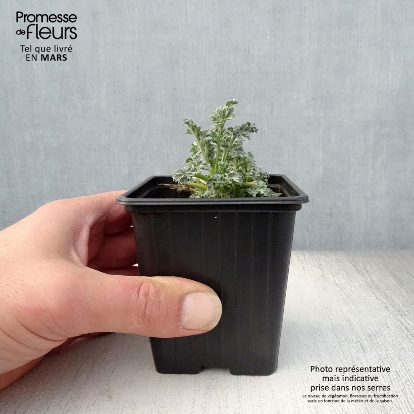 Amostra de Absinto Bio - Artemisia absinthium Vaso de 7/8 cm tal como entregue na primavera