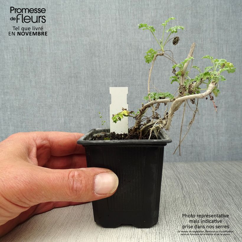 Amostra de Absinto - Artemisia absinthium Vaso de 8/9 cm tal como entregue no outono