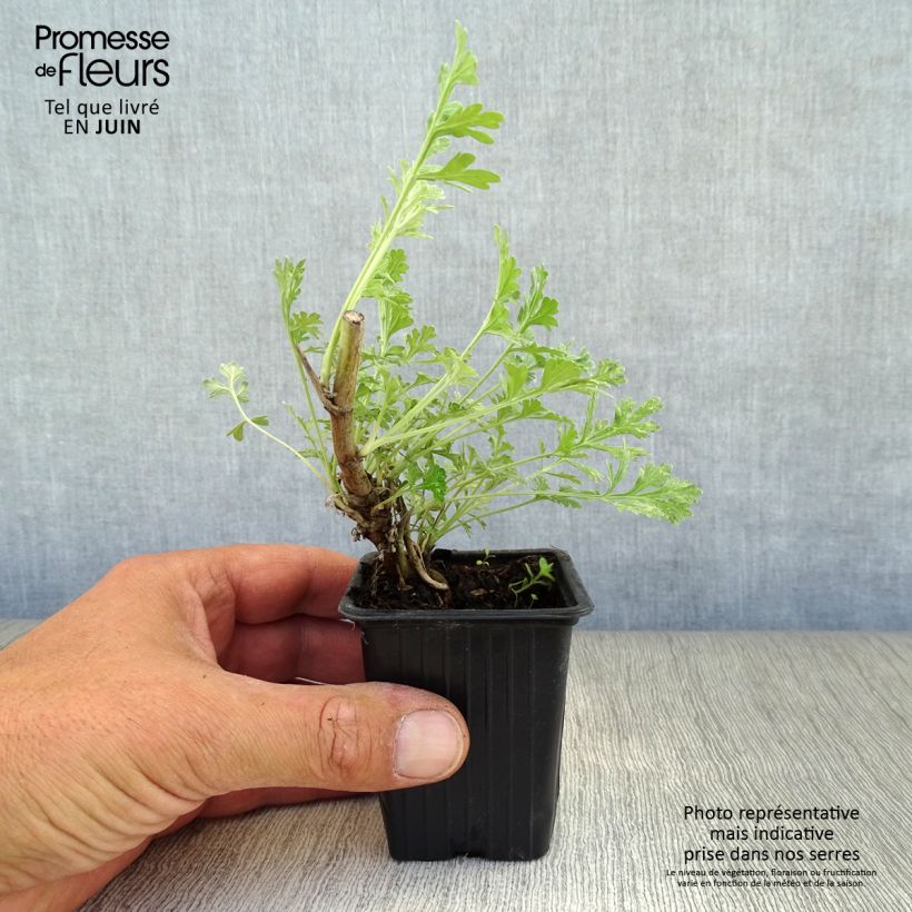 Amostra de Absinto - Artemisia absinthium Vaso de 8/9 cm tal como entregue no verão