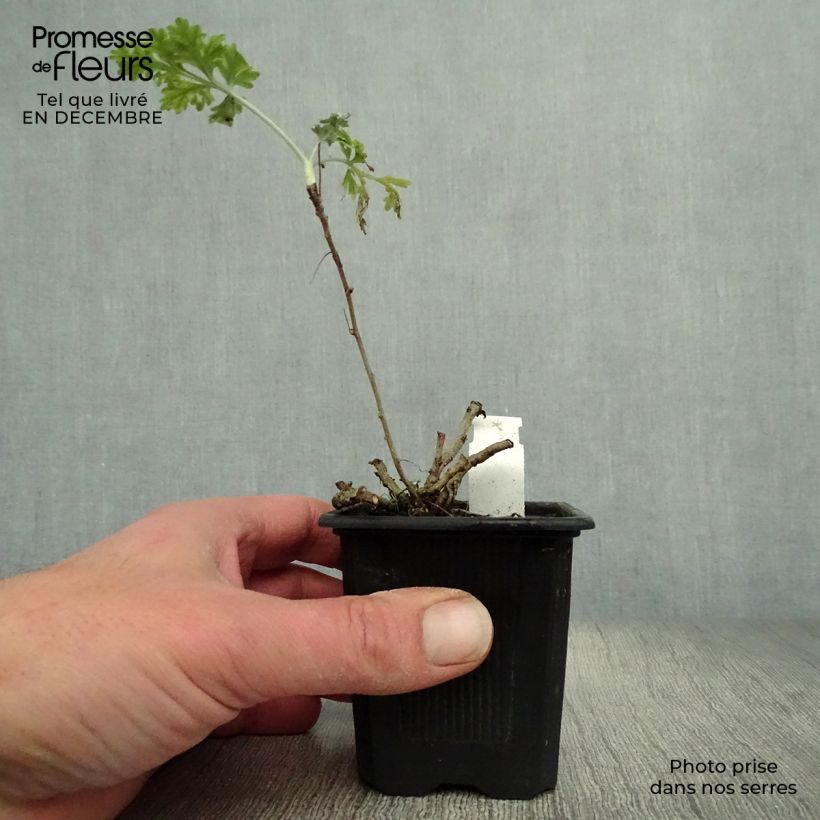 Amostra de Absinthe - Artemisia absinthium Vaso de 8/9 cm tal como entregue no inverno