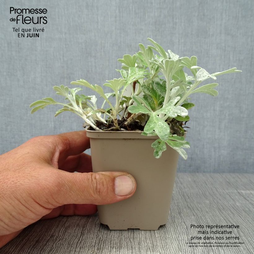 Amostra de Artemisia stelleriana Boughton Silver Vaso de 8/9 cm tal como entregue no verão