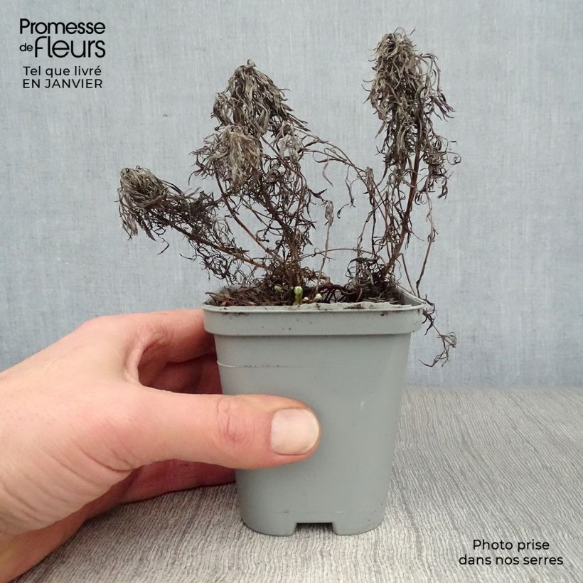 Amostra de Absinthe des rivages - Artemisia stelleriana Boughton Silver Vaso de 8/9 cm tal como entregue no inverno