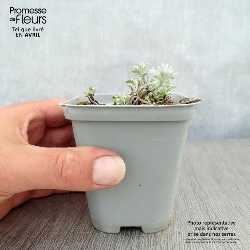 Amostra de Artemisia stelleriana Boughton Silver Vaso de 8/9 cm tal como entregue na primavera