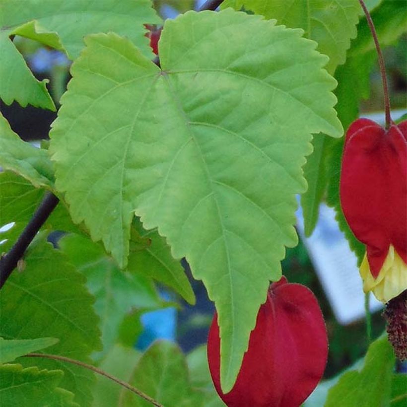 Abutilon megapotamicum (Folhagem)