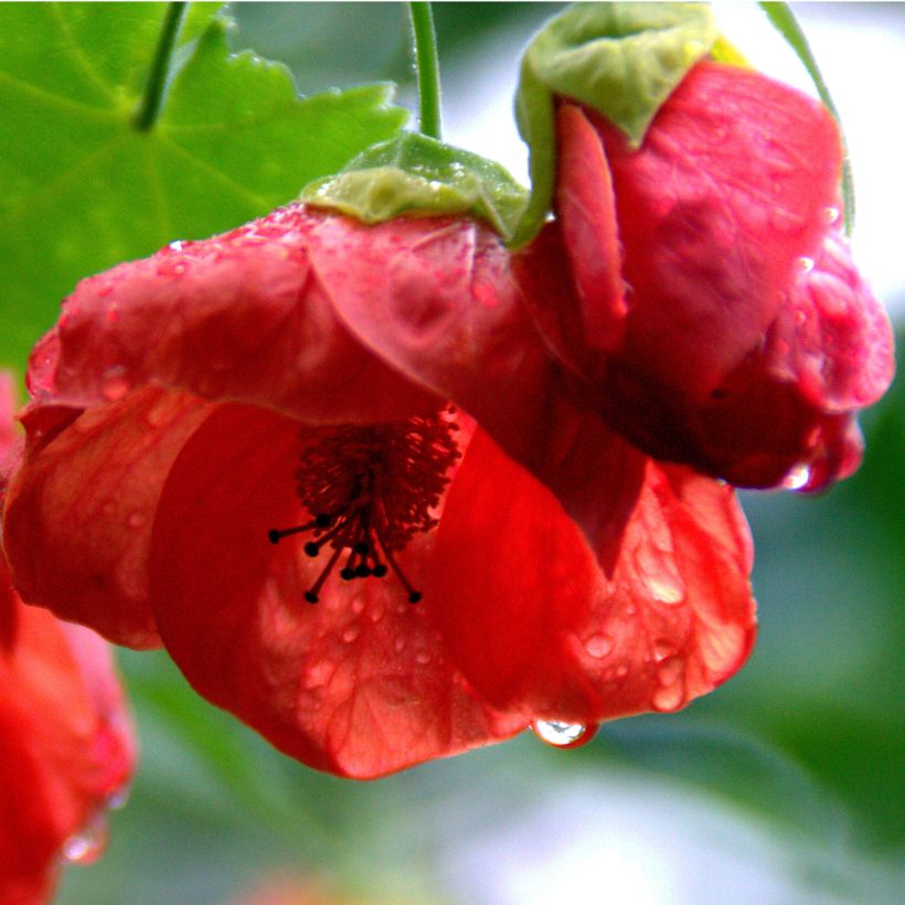 Abutilon Cannington Carol (Floração)