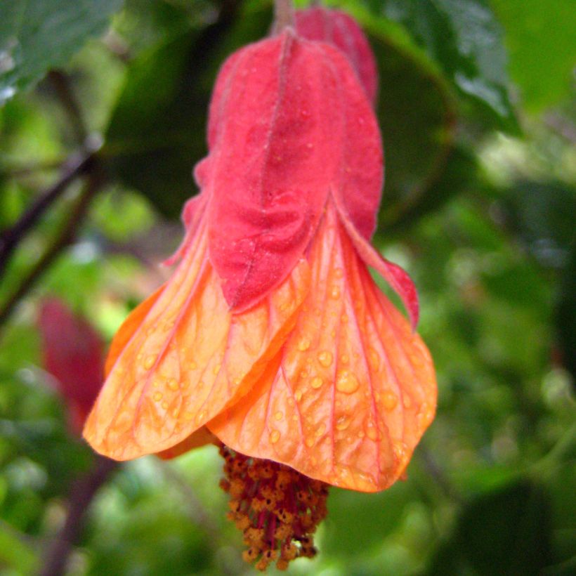 Abutilon Patrick Synge (Floração)