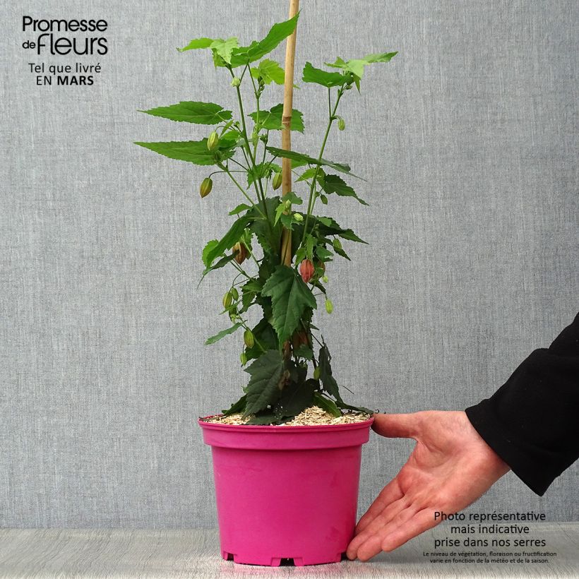 Amostra de Abutilon Pink Charm Vaso de 3 L/4 L tal como entregue na primavera
