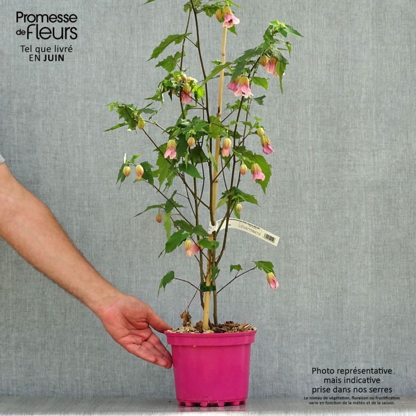 Amostra de Abutilon Pink Charm Vaso de 3 L/4 L tal como entregue no verão