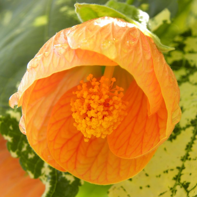 Abutilon Savitzii (Floração)