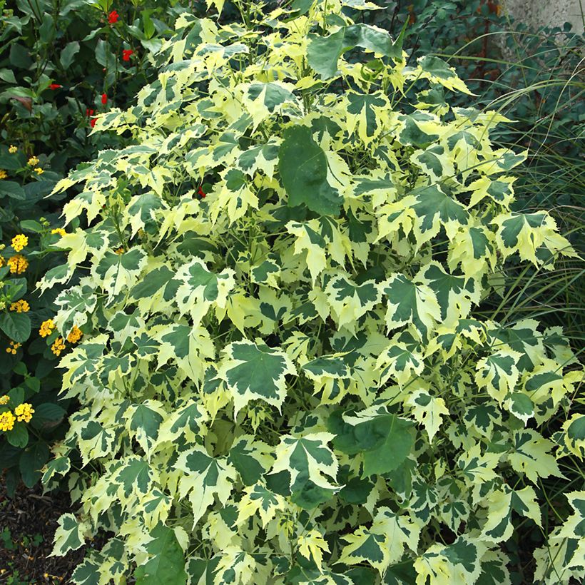 Abutilon Savitzii (Folhagem)