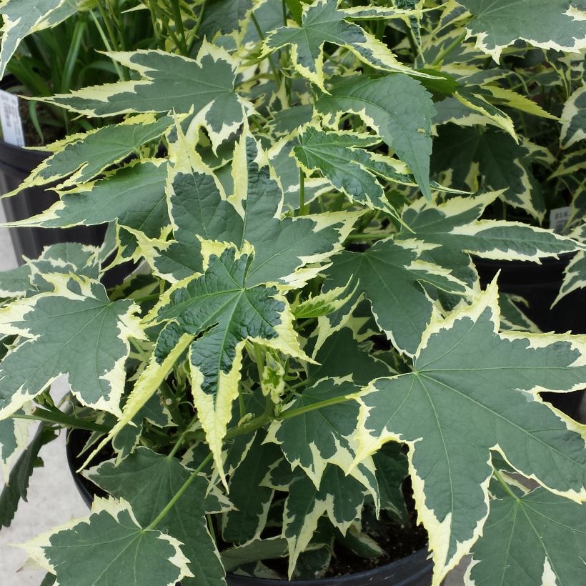 Abutilon Souvenir de Bonn (Folhagem)