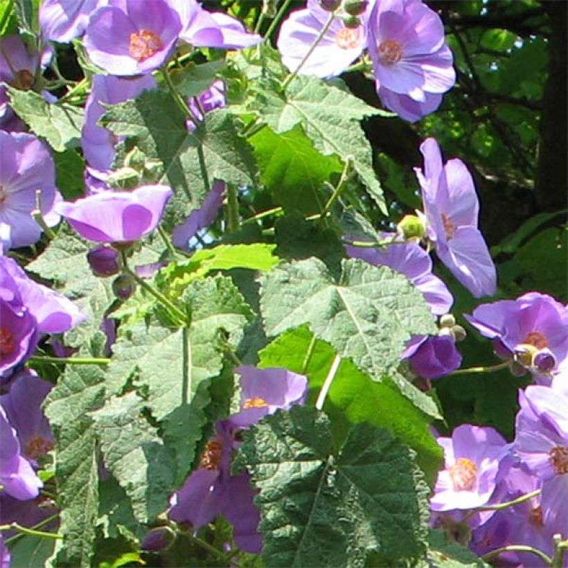 Abutilon Suntense (Folhagem)