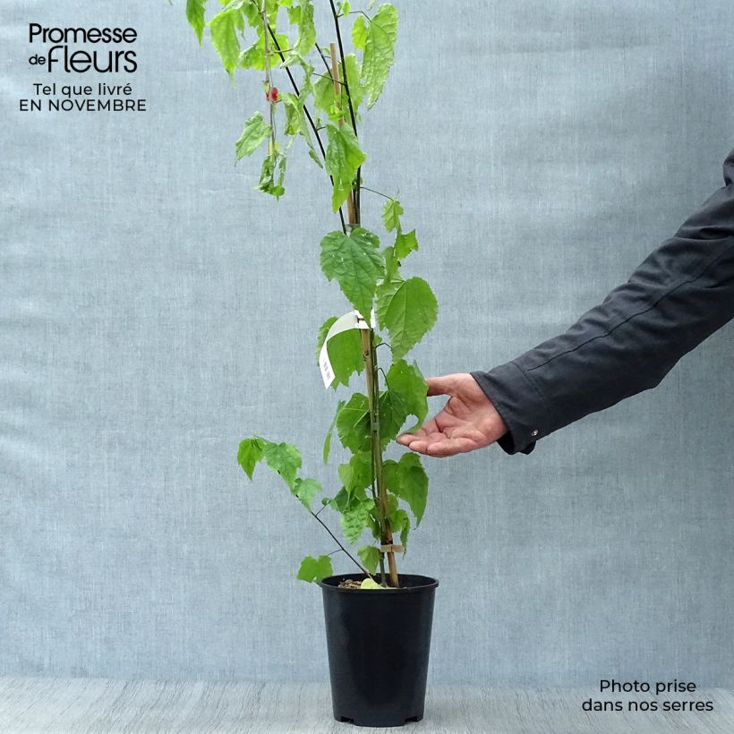 Amostra de Abutilon megapotamicum Vaso de 3 L/4 L tal como entregue no outono