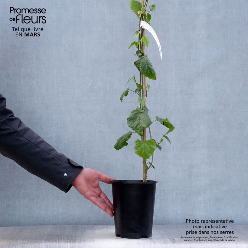 Amostra de Abutilon megapotamicum Vaso de 3 L/4 L tal como entregue na primavera