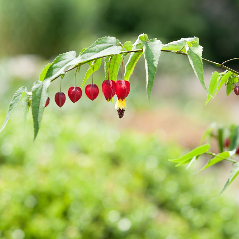 Abutilon megapotamicum (Floração)