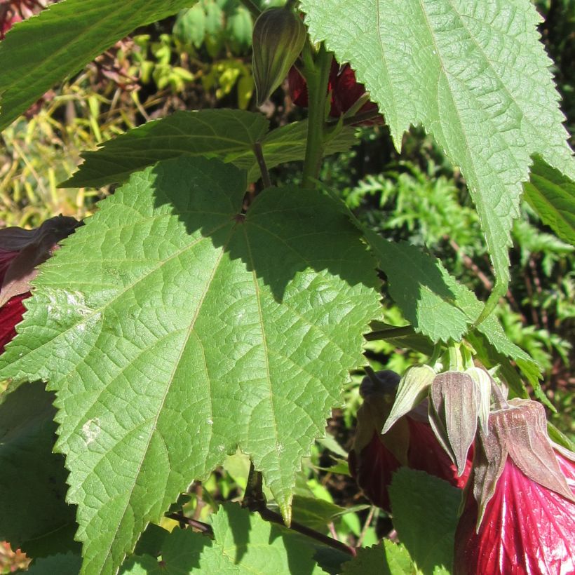 Abutilon Nabob (Folhagem)