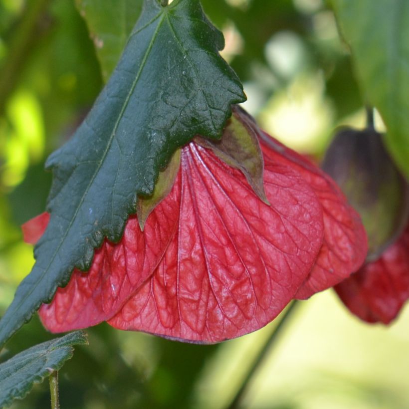 Abutilon Nabob (Floração)