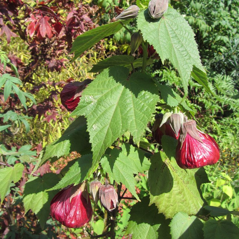 Abutilon Nabob (Hábito)