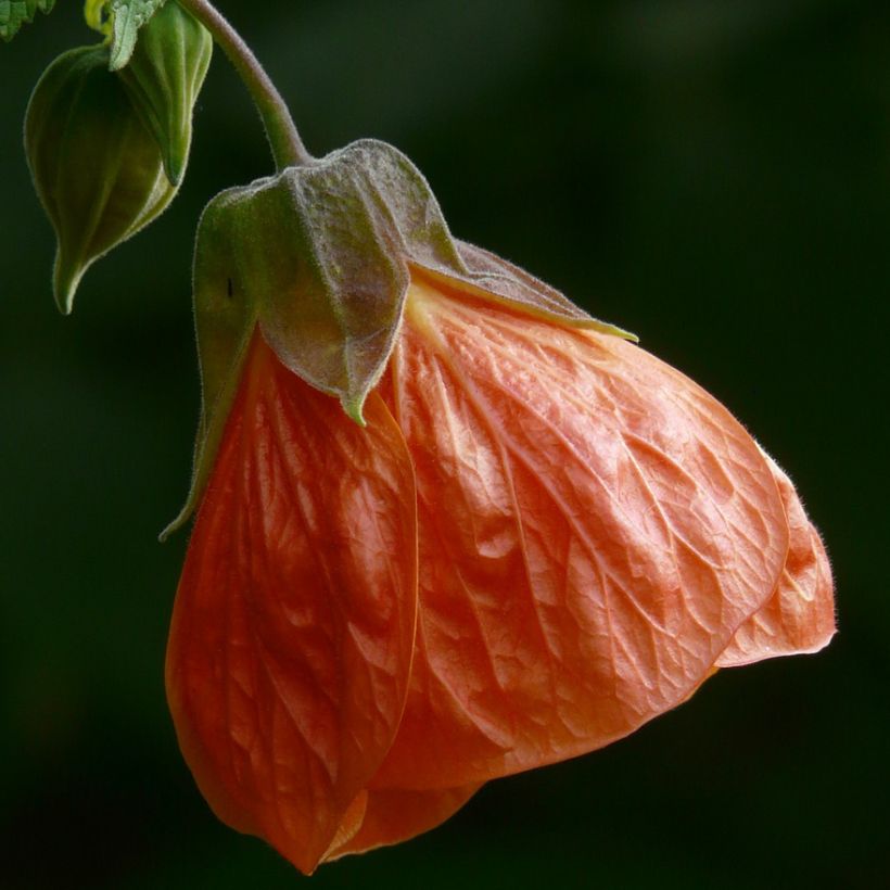 Abutilon pictum Thompsonii (Floração)