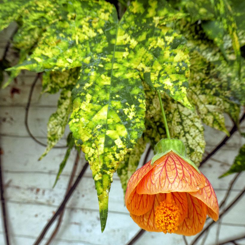 Abutilon pictum Thompsonii (Folhagem)