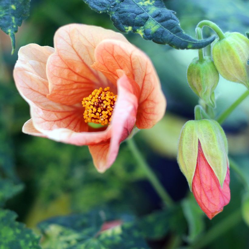 Abutilon pictum Thompsonii (Floração)