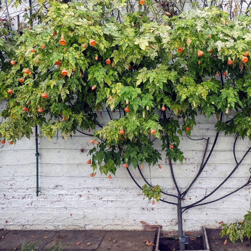 Abutilon pictum Thompsonii (Hábito)