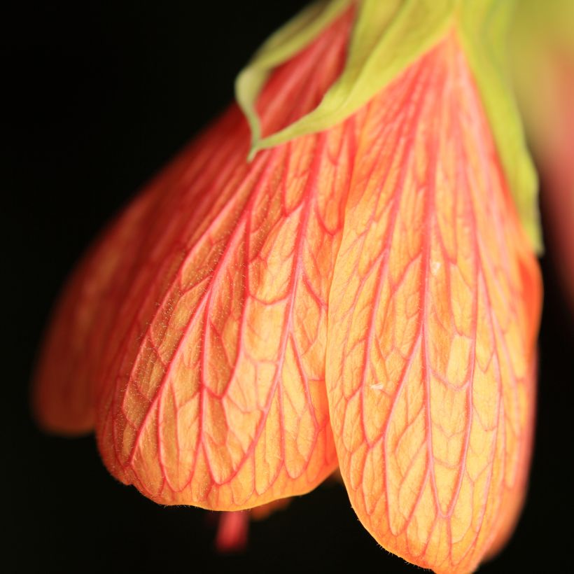 Abutilon Souvenir de Bonn (Floração)