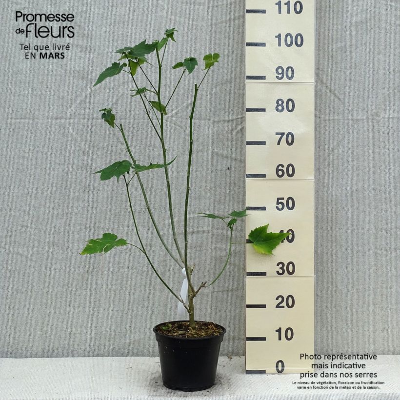 Amostra de Abutilon striatum Redvein Vaso de 3 L/4 L tal como entregue na primavera