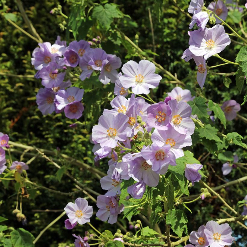 Abutilon vitifolium (Floração)