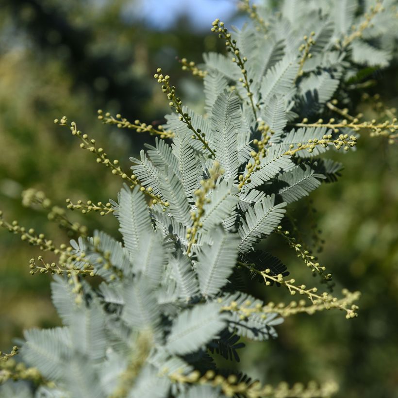 Acacia baileyana (Folhagem)