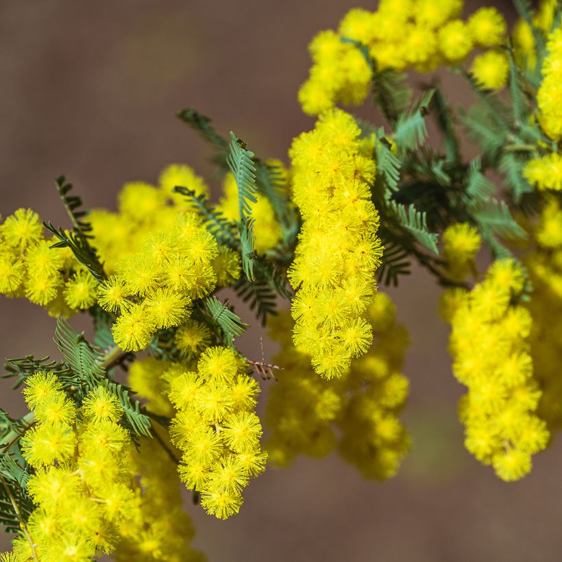 Acacia baileyana (Floração)
