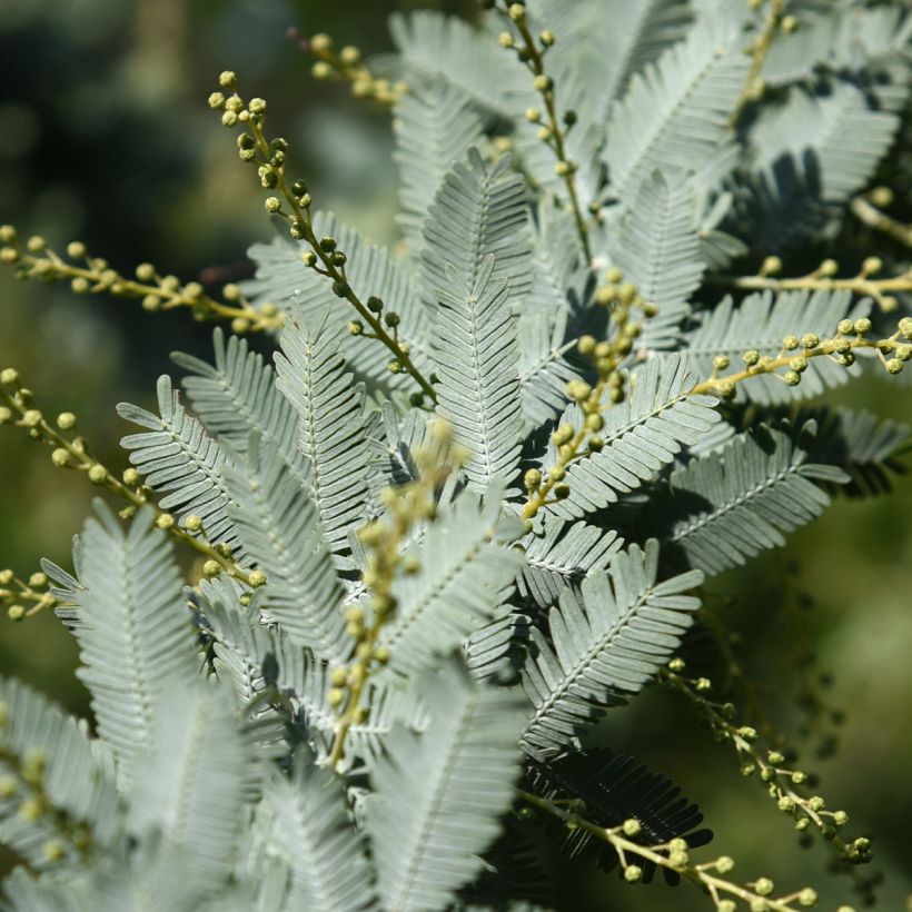 Acacia baileyana Songlines (Folhagem)