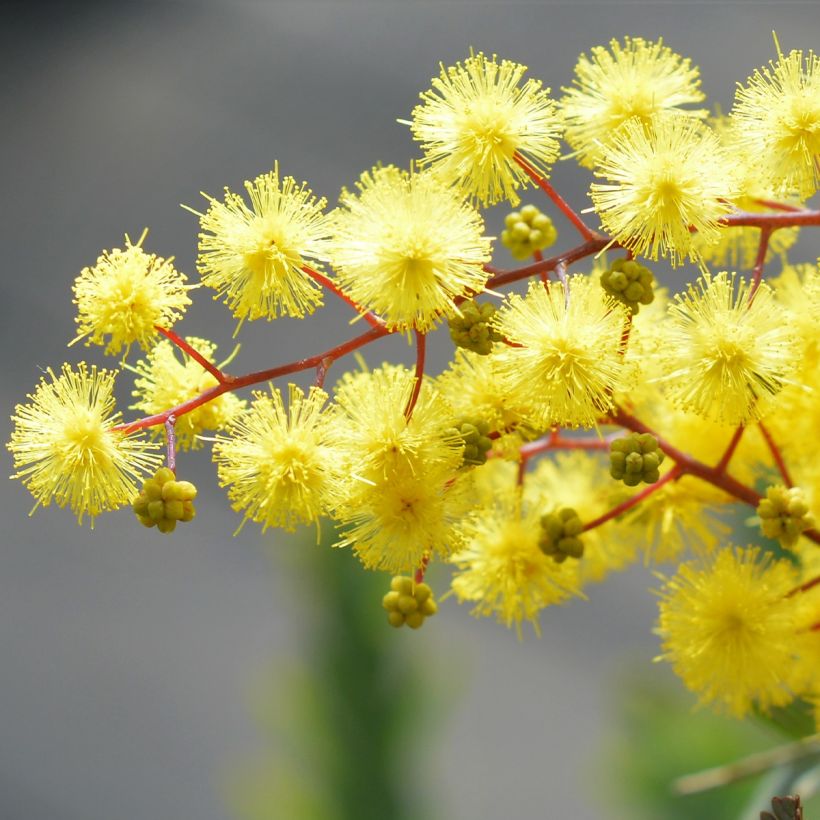 Acacia baileyana Songlines (Floração)