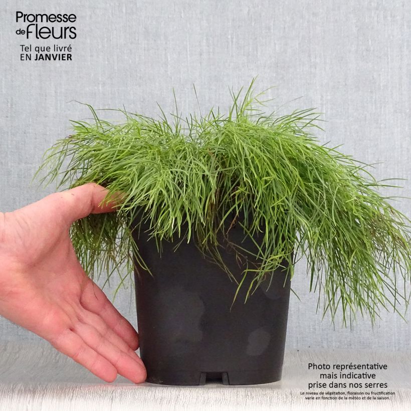 Amostra de Acacia cognata Limelight Vaso de 3 L/4 L tal como entregue no inverno