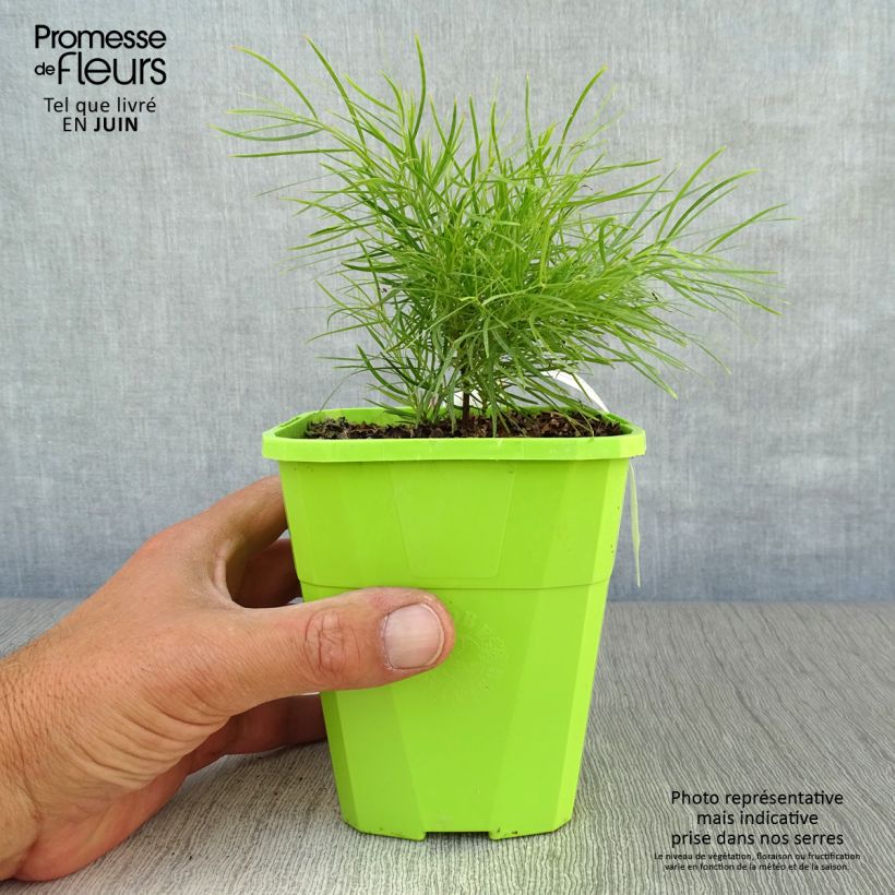Amostra de Acacia cognata Limelight Vaso de 1 L/1,5 L tal como entregue no verão