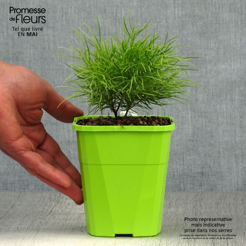 Amostra de Acacia cognata Limelight Vaso de 1 L/1,5 L tal como entregue na primavera