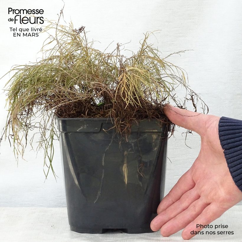 Amostra de Acacia cognata Limelight Vaso de 3 L/4 L tal como entregue na primavera