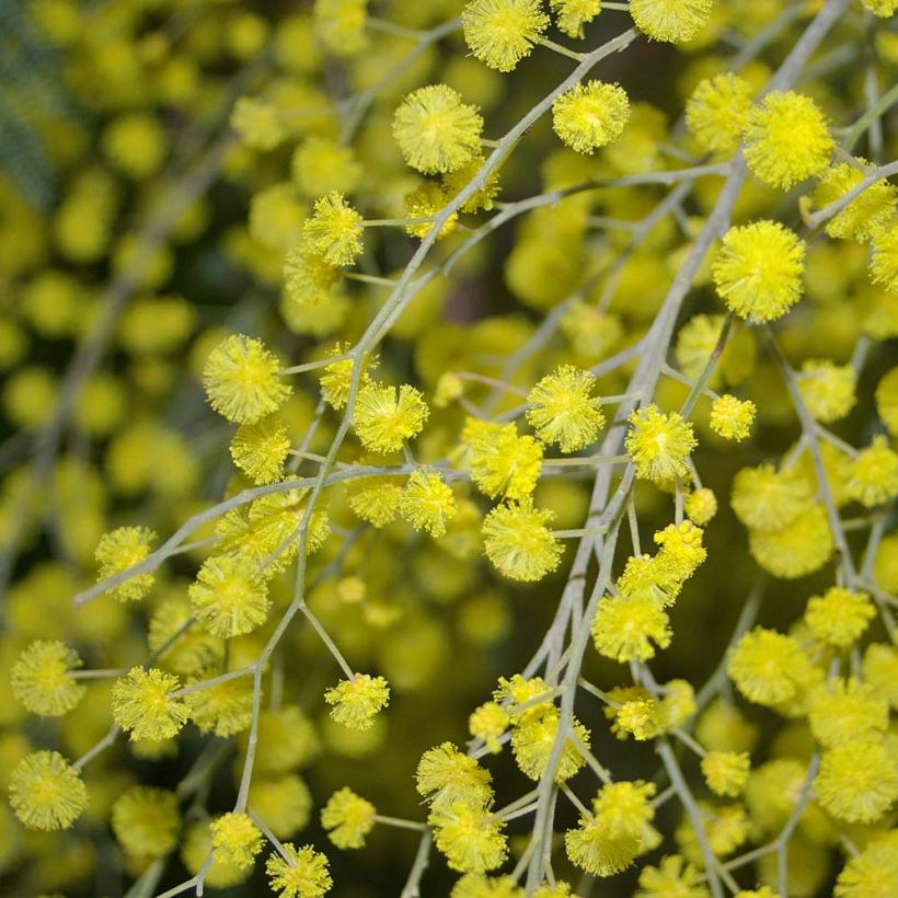 Acacia dealbata (Floração)