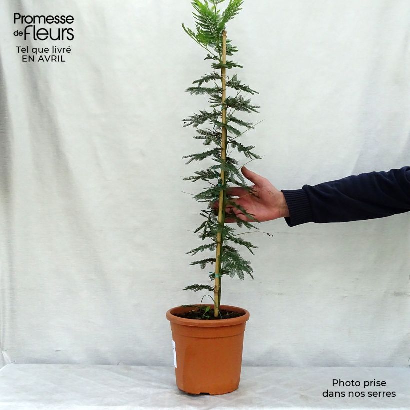 Amostra de Acacia dealbata Gaulois Astier Vaso de 2 L/3 L tal como entregue na primavera