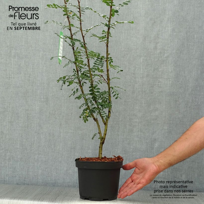 Amostra de Caragana arborescens - Acácia-amarela Vaso de 2 L/3 L tal como entregue no outono