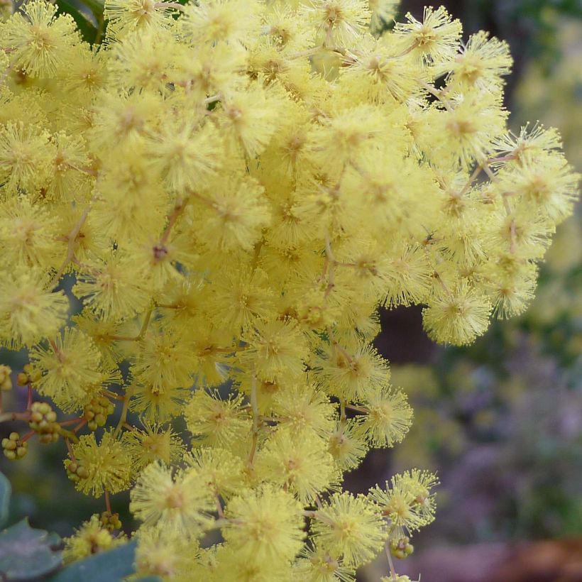 Acacia pravissima (Floração)