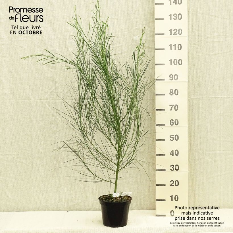 Amostra de Acacia retinodes Vaso de 2 L/3 L tal como entregue no outono