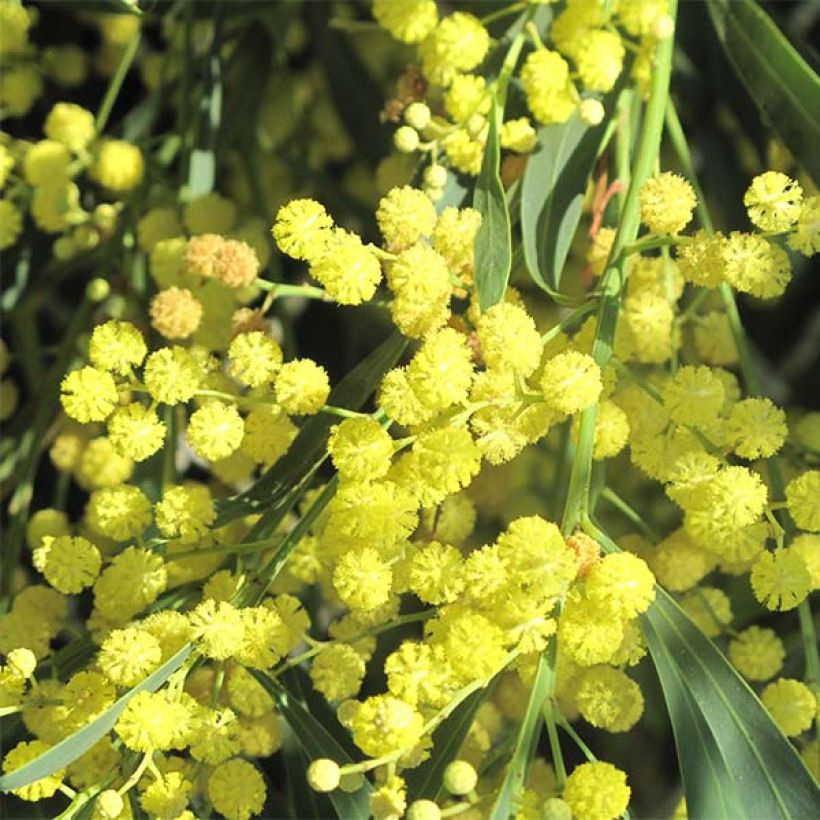 Acacia retinodes Lisette (Floração)